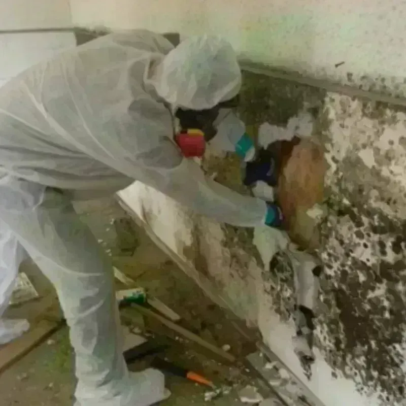 Mold Remediation and Removal in North Belle Vernon, PA